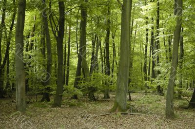 french oak and beech forest trees