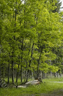 beech forest edge in France