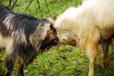 Goat Battle