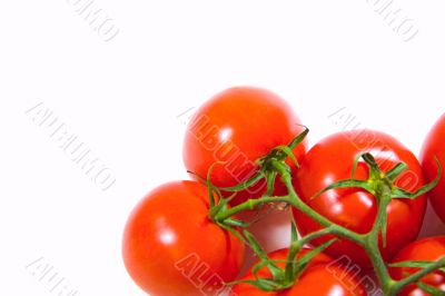 fresh tomatoes