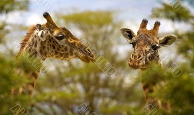 Giraffes