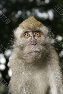 Curious monkey protrait