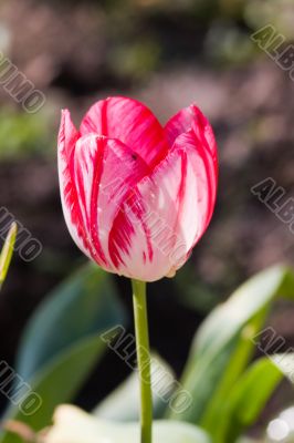 Pink tulip