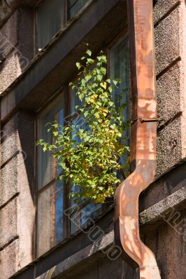 Garden on a window sill