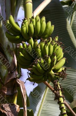 Bananas growing on the tree
