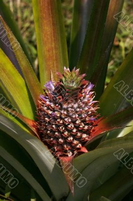 Growing pineapple in tropical country
