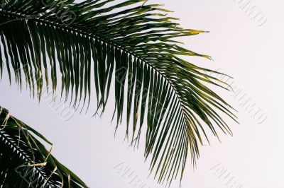 Palm branches closely Palm branches closely
