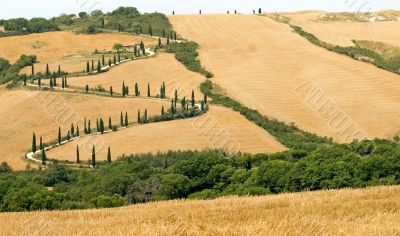 Famous winding road with cypresses in Tuscany