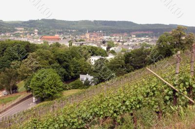 Vineyard near the oldest german city Trier