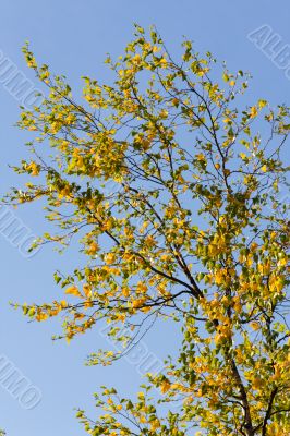Autumn birch