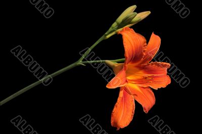 Orange lily