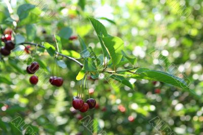 Cherry brunch