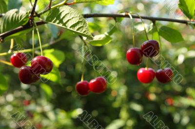 Cherries on a brunch