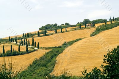 Famous winding road with cypresses in Tuscany