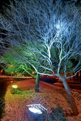Christmas illumination of trees