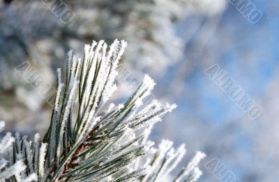 Hoarfrost on the needles of a pine tree