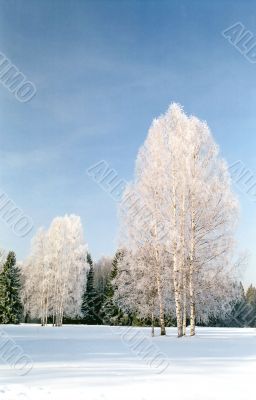 Hoarfrosted birches on snow field