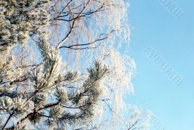 Hoarfrosted branches of pine tree and birch Hoarfrosted branches of pine tree and birch