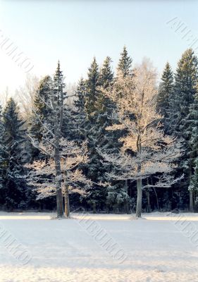 Hoarfrosted oak trees in very cold day