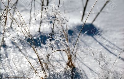 Ice-slick on the grass