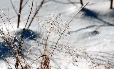 Ice-slick on the grass in sunny day