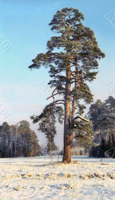 Single pine tree in snowed field