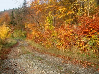 autum road