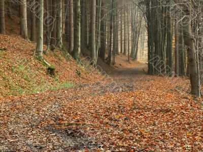 Forrest path