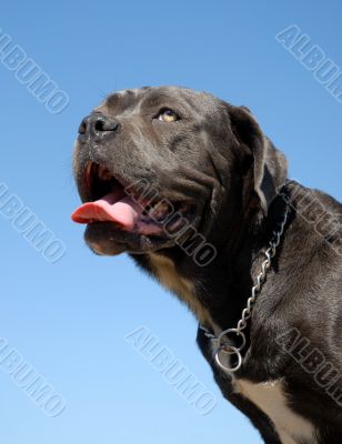 cane corso