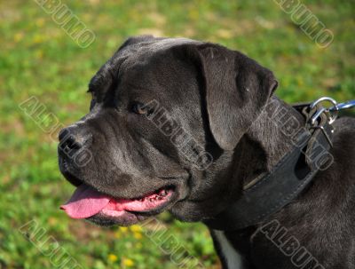 cane corso
