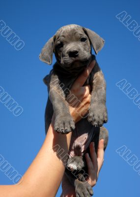 little puppy cane corso