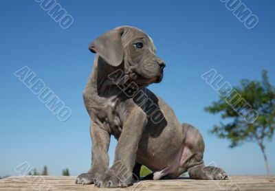 puppy cane corso