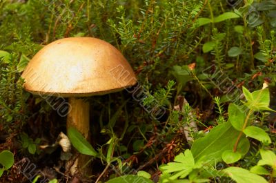 Mushroom a rough boletus