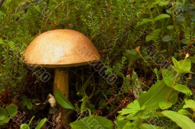 Mushroom a rough boletus