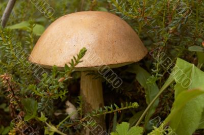 Mushroom a rough boletus