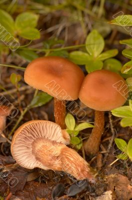 Brown mushrooms