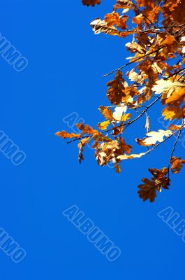 oak leaves on blue sky