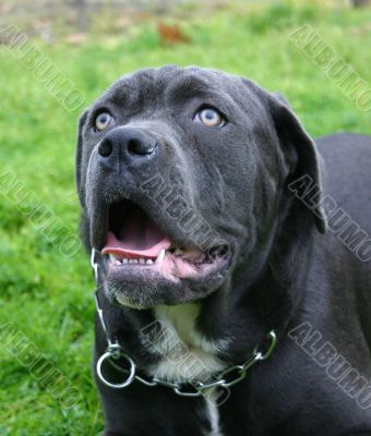 cane corso
