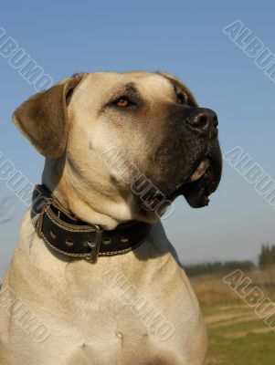 dogo canario
