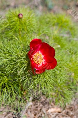 Red peony