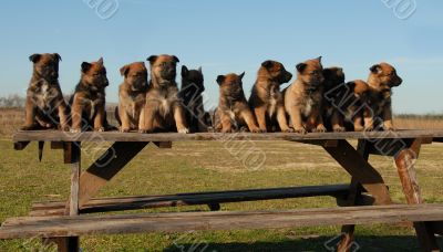 puppies belgian shepherds