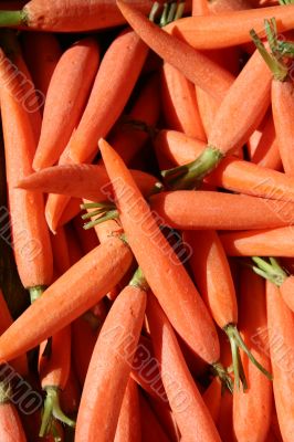 Organic Carrots