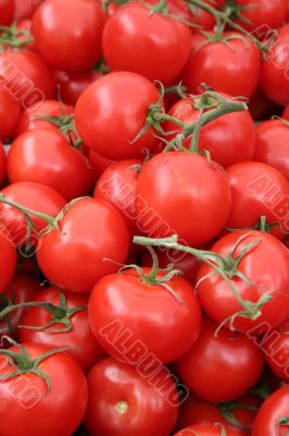 Vine Ripe Tomatoes