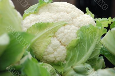 Fresh Cauliflower