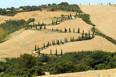 Famous winding road with cypresses in Tuscany