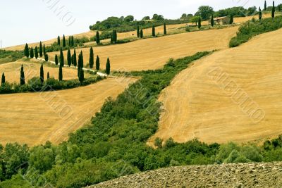 Famous winding road with cypresses in Tuscany