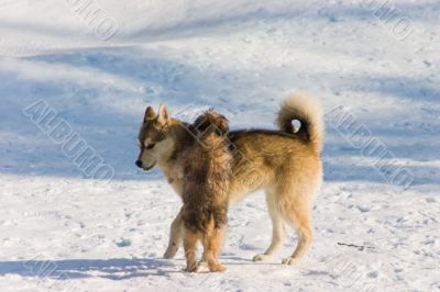 Dogs on snow