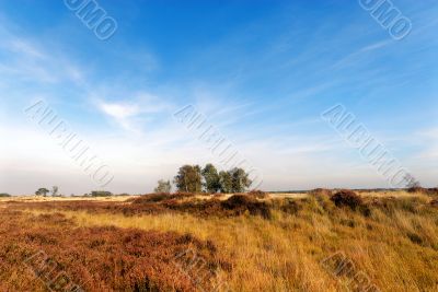 heathland