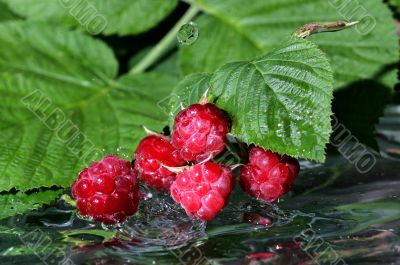 raspberris,water,splash