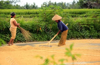 Rice farmers